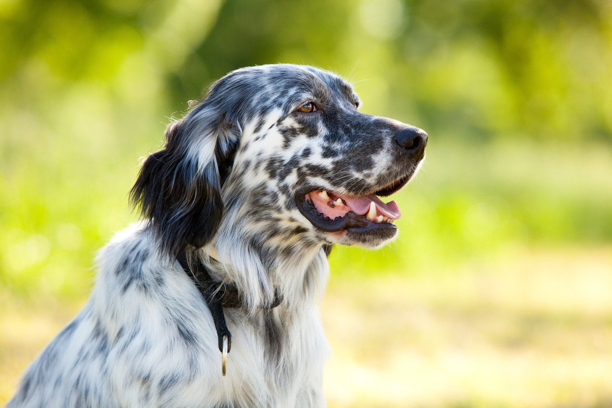 猟犬とは？向いているのはどんな犬？主な役割や活躍してきた犬種を紹介