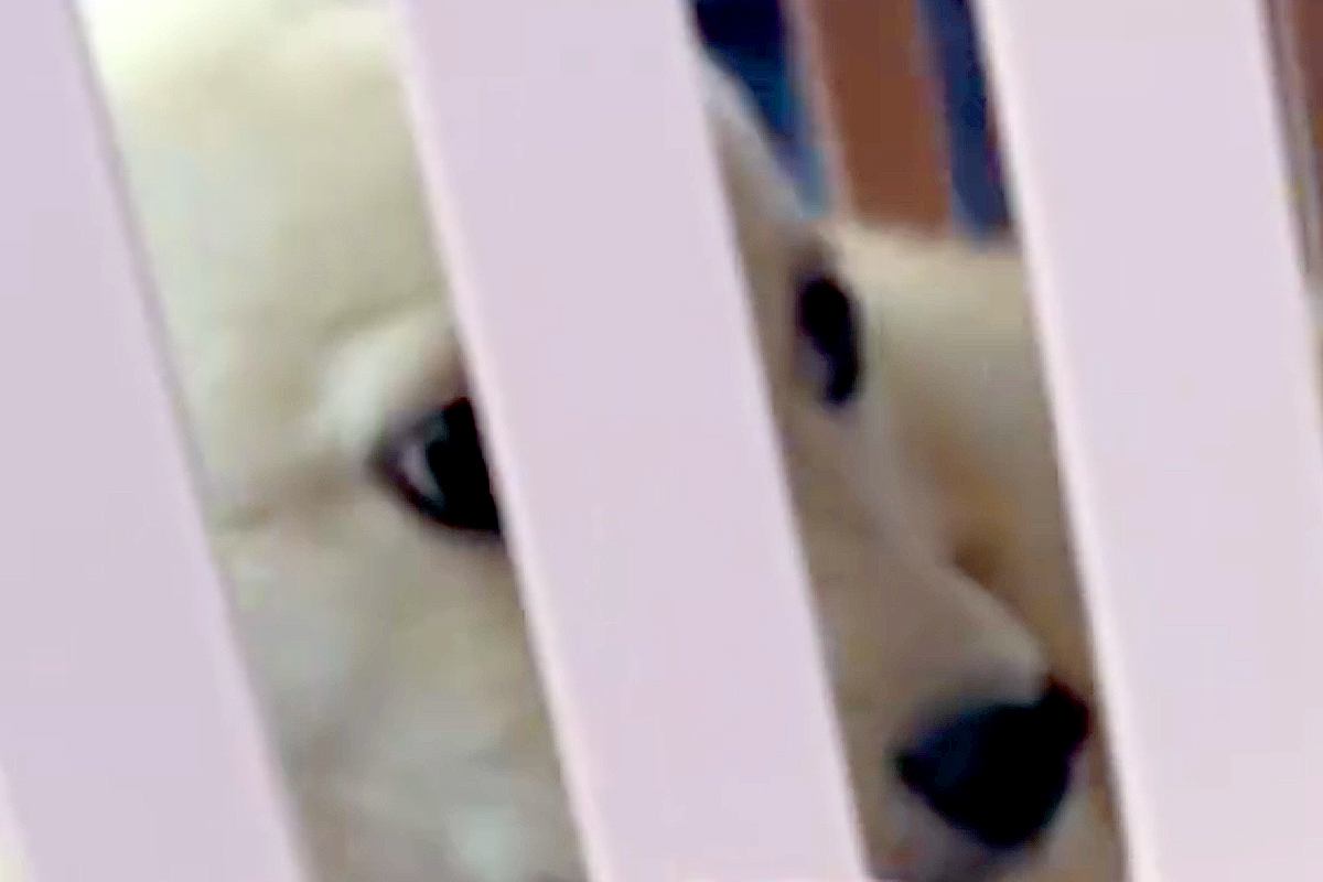 『怖がりで暴れると思う』と言われた保護犬→不安に思っていたら、車に乗って5分で…『まさかの光景』が238万再生「幸せに」「信頼してる」