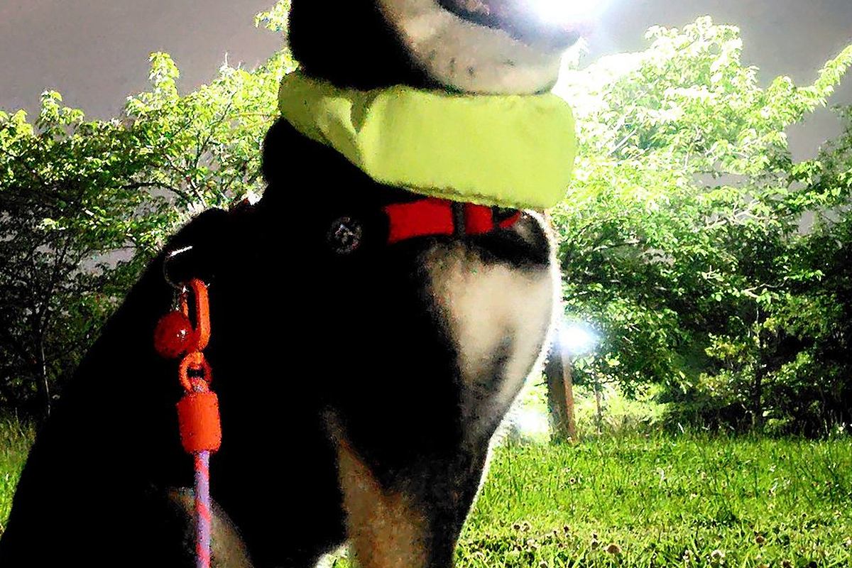 『いけ！しばいぬ！はかいこうせんだ！』夜、ふと犬の写真を撮ったら→まさかの『奇跡の一枚』に4万いいね「神々しい」「次のターン動けないｗ」