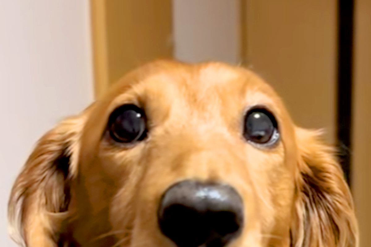 『なんか悪いことしたでしょ』神妙な面持ちの犬→鼻先を見てみると…あまりに『バレバレな光景』に爆笑「証拠残してて草」「ピロピロなってるｗ」