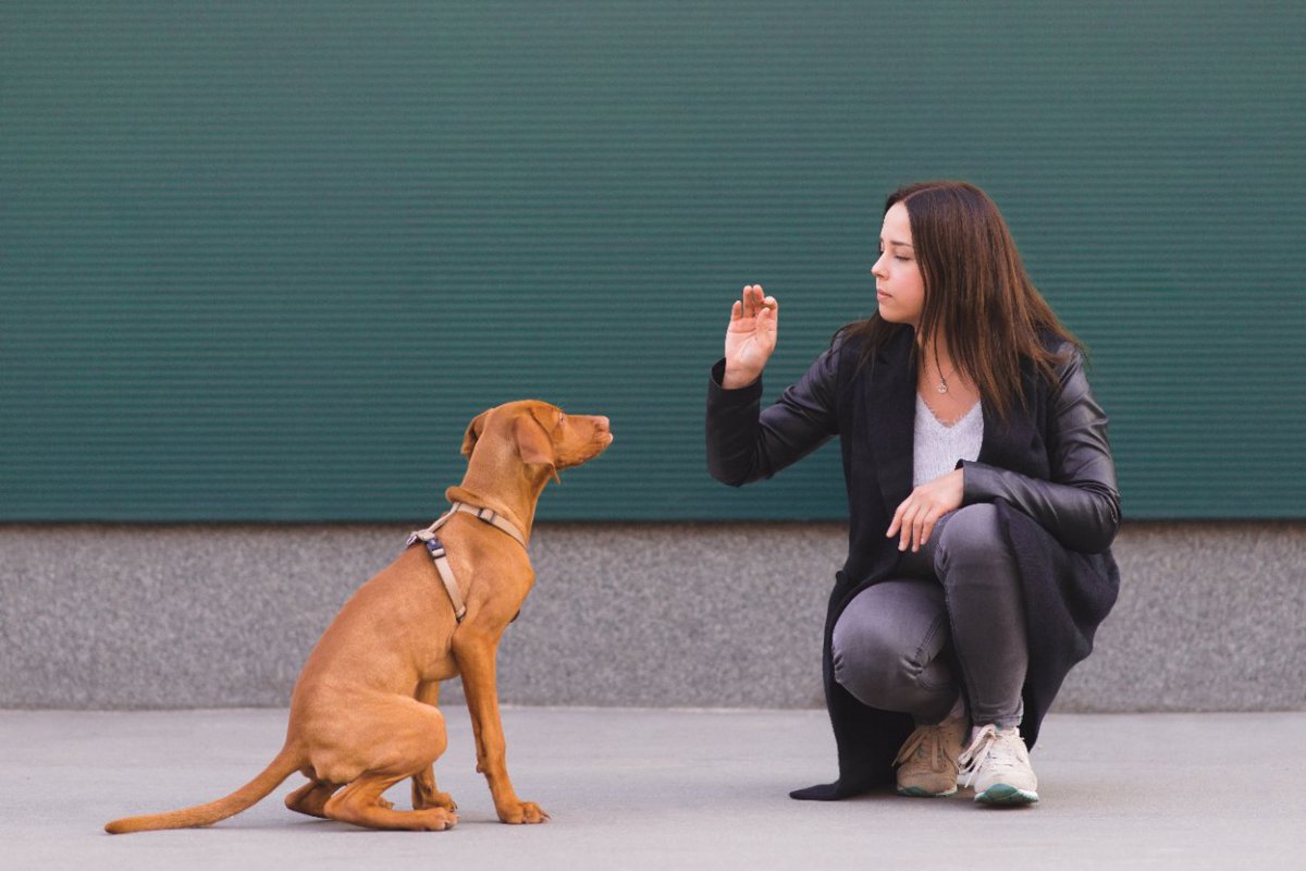 米国獣医行動学者協会が発表した犬のトレーニング方法についての見解