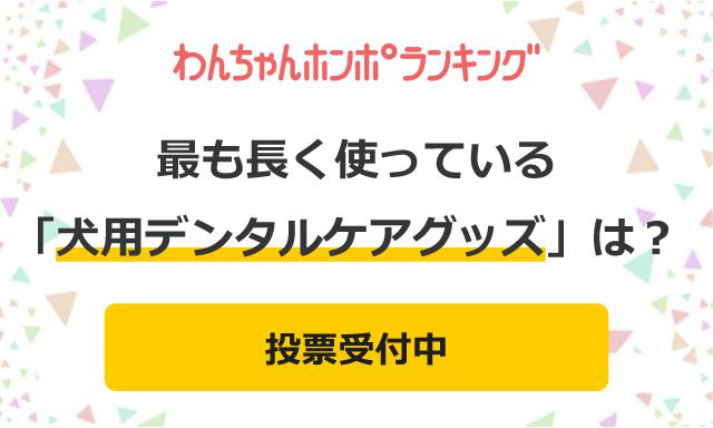 【投票受付中】愛犬の歯みがき！最も長く使っている「デンタルケアグッズ」は？