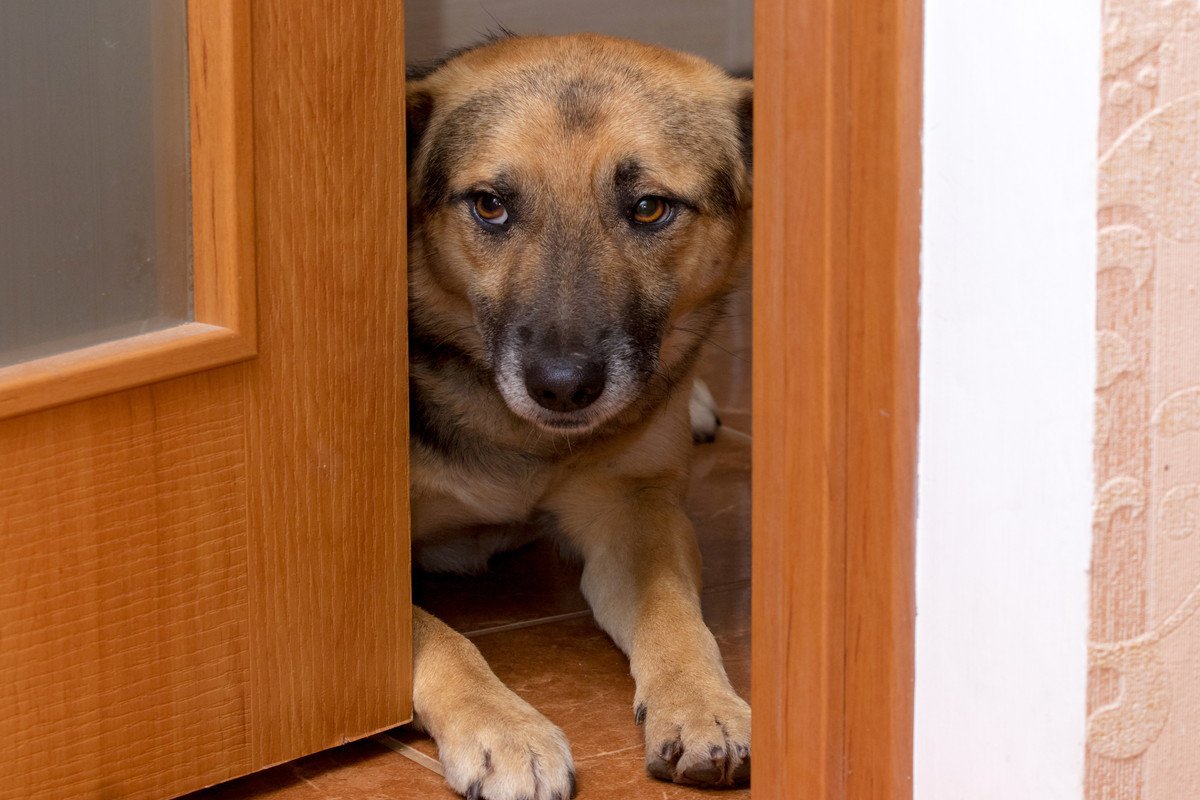 犬を『入れてはいけない場所』の特徴8つ　愛犬にとって危険な部屋の状況や起こり得るトラブルまで