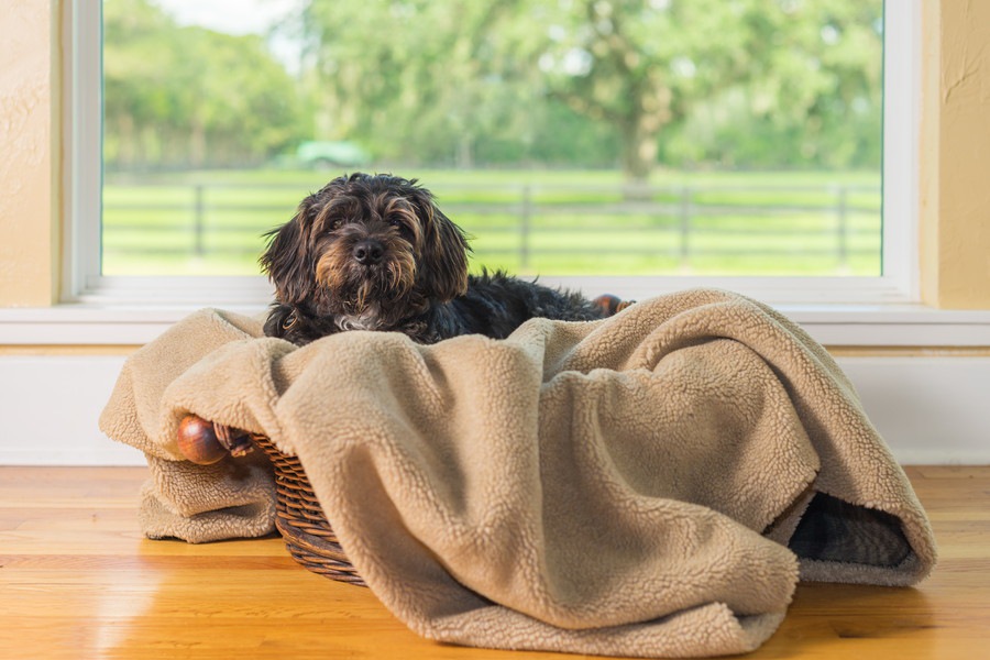 犬が巣作りをするときの仕草とその意味について