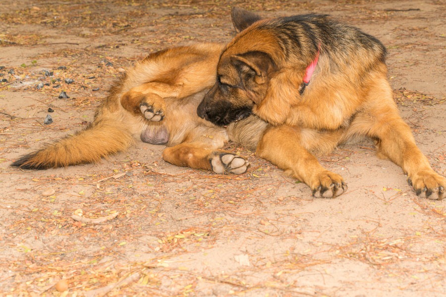 犬が性器（陰部）をしきりに舐める原因とやめさせる方法