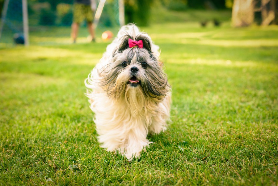 犬の毛は結んでもいいの？