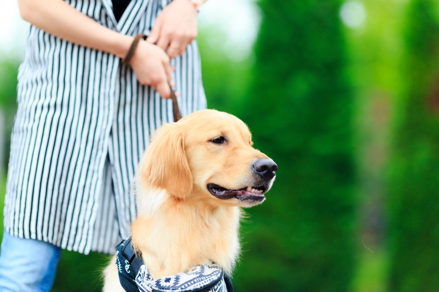 犬が外でキョロキョロしているときの心理３つ