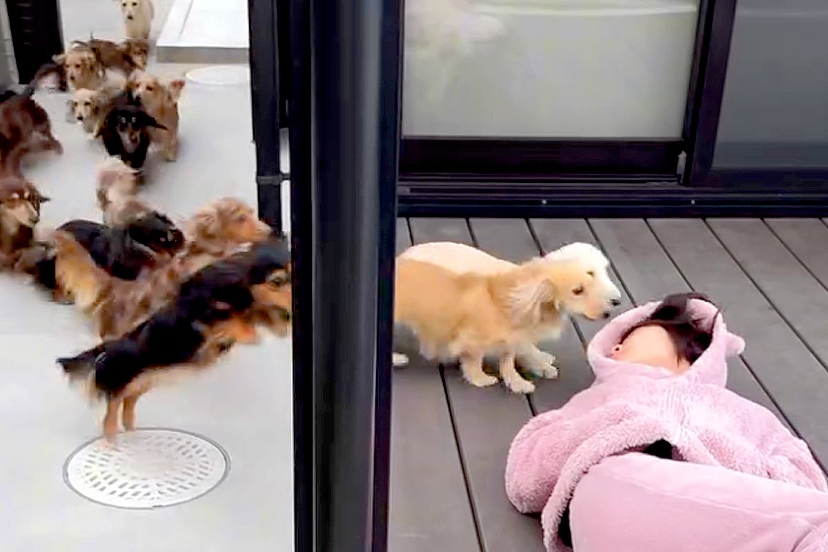 『数十匹の犬たちは、女の子で寝ていたらどうするのか？』を検証→制御不能すぎる『とんでもない光景』が966万再生「羨ましい」「息吸えないｗ」