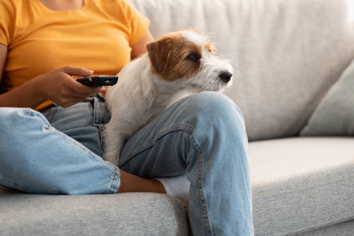 犬がテレビに興味を示している時の心理3つ！何を考えているの？内容は理解してる？