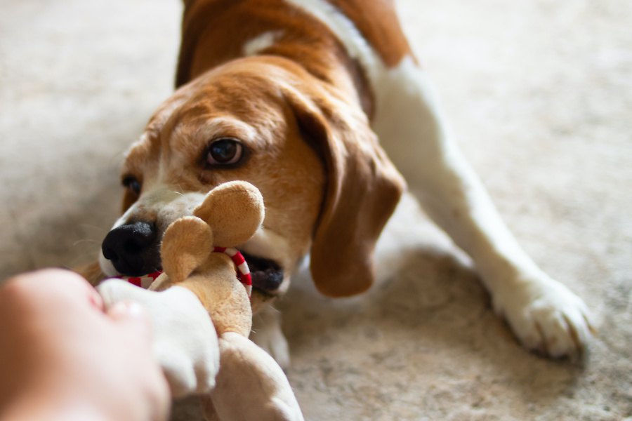 落ち着かせたいのに！犬を逆に興奮させている飼い主のNG行動３つ