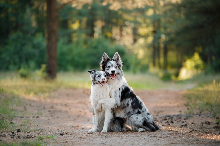 先天性感覚障害のある犬が持っている素晴らしい可能性【研究結果】