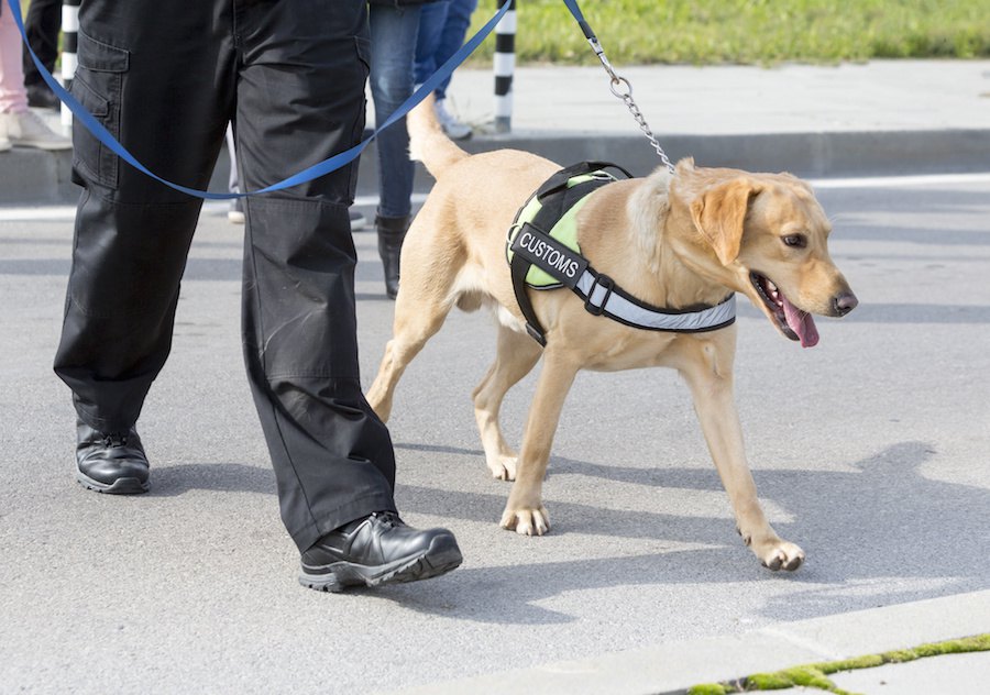 アメリカの空港で働く探知犬に「垂れ耳」が増えている理由