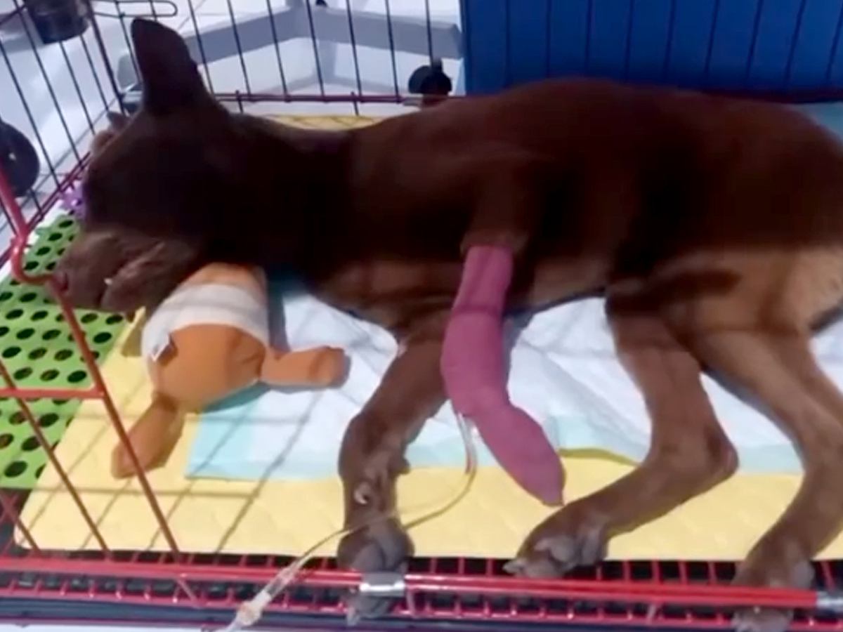 炎天下でロープに繋がれ放置された犬→病気の後遺症にも苦しみ…涙が止まらない『現在の光景』が447万再生「感動した」「胸が痛い」の声