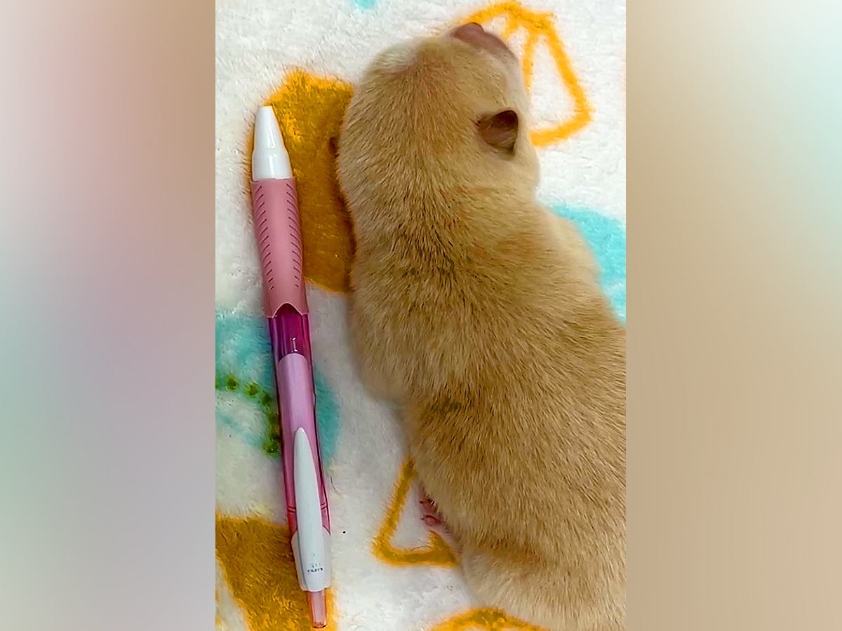 『ボールペンと同じ長さ』の赤ちゃん犬→たったの12日後…思った以上だった『衝撃の成長速度』が16万再生「永遠に見てられる」と悶絶の声