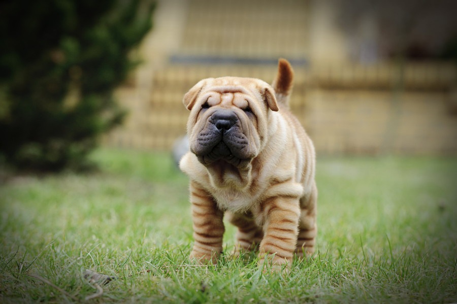 皮膚がシワシワな犬種4選！性格から飼う時の注意点まで