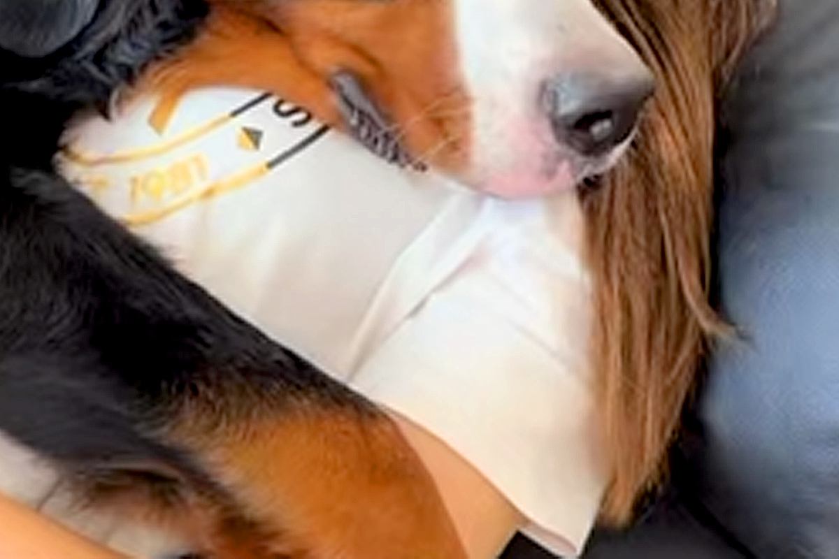 体調不良で寝込んでいたら『超大型犬』が状況を察して…心配が伝わってくる『表情』に反響「なんて優しい子」「治してあげてるんだね」と9万再生