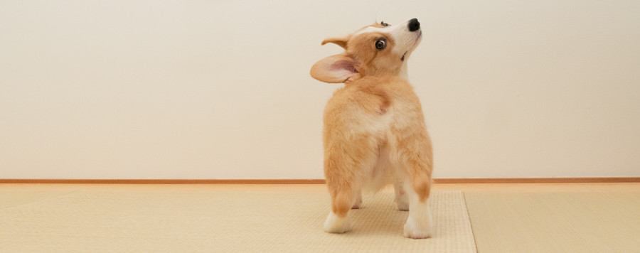 犬が『おしりをぶつけてくる』心理5選　飼い主にヒップアタックをする理由や激しすぎる場合の対処法まで