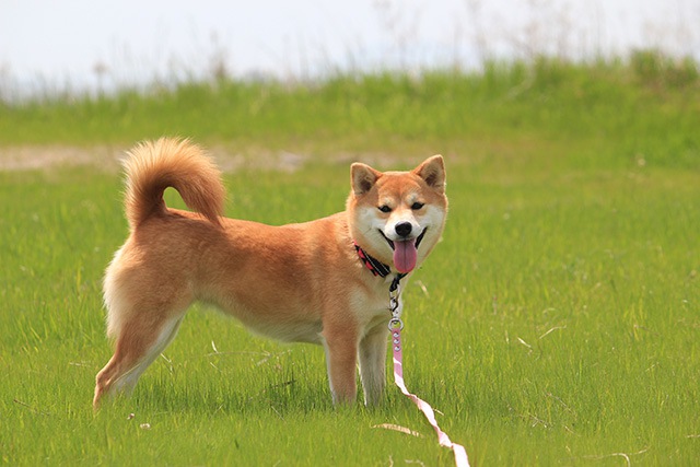 【実際にあった話】散歩中に『毒エサ』を口にした犬たち