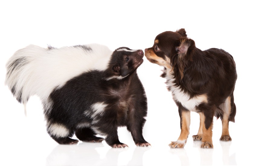 室内犬を飼っている家の臭いが気になる？臭いの原因や消臭方法