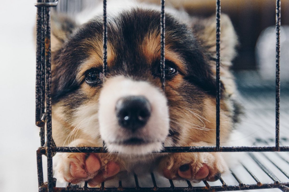 イギリスで6ヵ月齢未満の犬猫輸入を禁止する法案が審議中