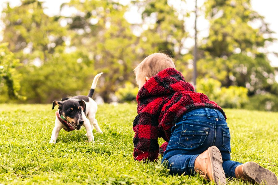 犬が『拒否』している時に見せる仕草や態度5選