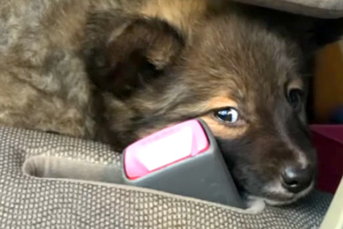『怯えた顔』をした保護子犬→愛情を込めて、大切に育てた結果…素敵すぎる『表情の違い』に反響「笑顔全開でかわいい」「ありがとう」称賛の声も