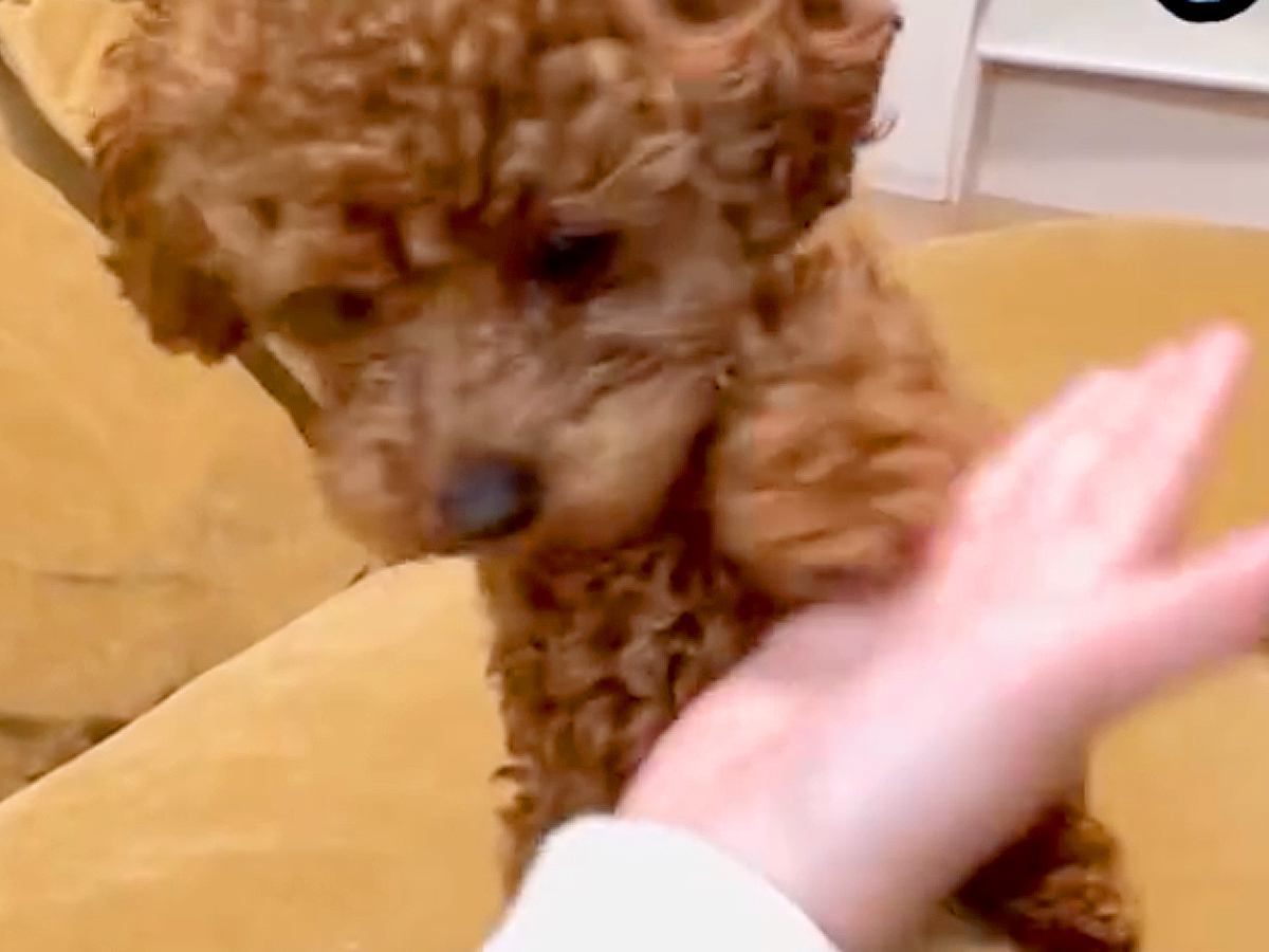 子犬に『おて』を習得させたはずが…「落ち着いてｗｗ」「一生懸命だから合格」絶妙に違う『可愛い失敗をする光景』に8万再生の反響