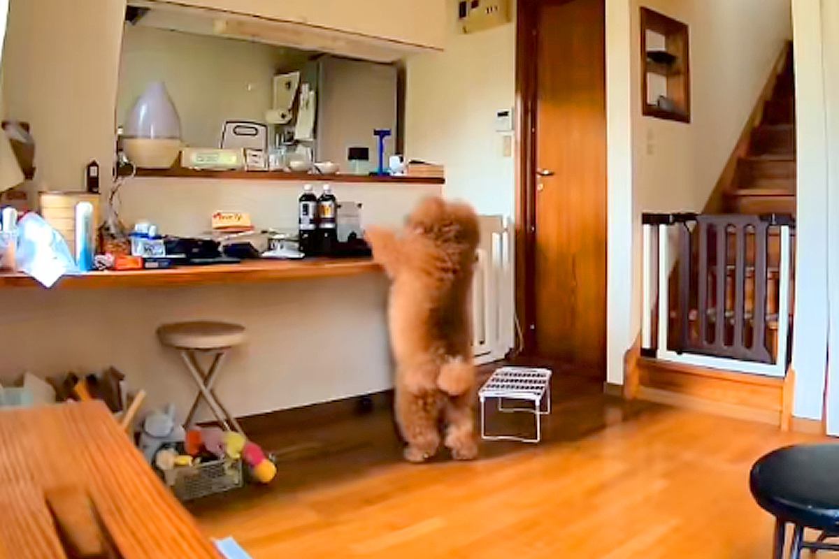母が『折りたたみ傘』を忘れて外出→自宅にいる犬が、まさかの…ドラマのような『とんでもなく愛おしい光景』に反響「本気で泣ける」「天才犬」