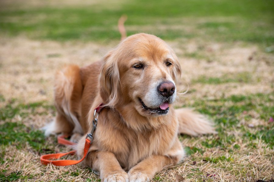 犬がずっと『伏せ』の姿勢をしている原因３選！