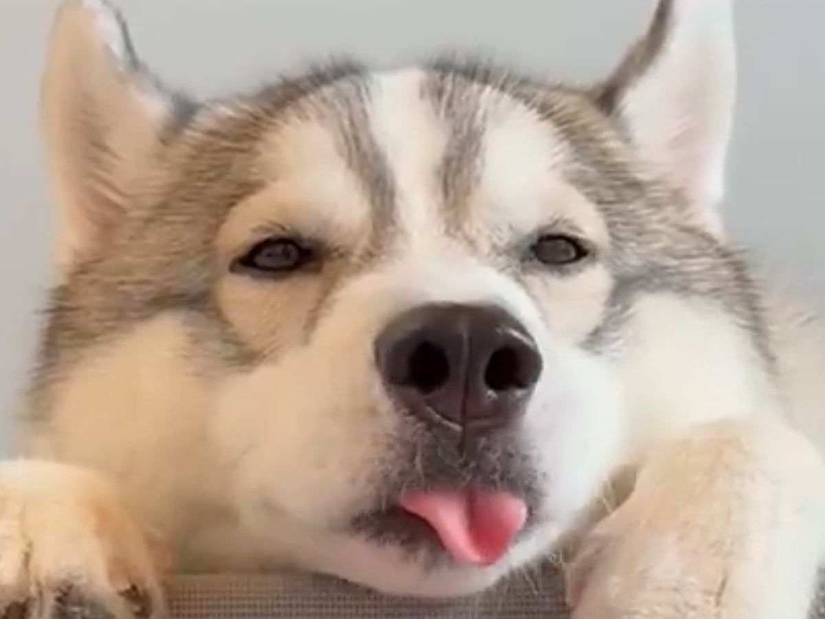 眠たそうにしている大型犬の『口元』を観察した結果…ずっと見ていたい『愛おしすぎる仕草』が186万表示「めちゃ可愛い」「音が最高」と絶賛