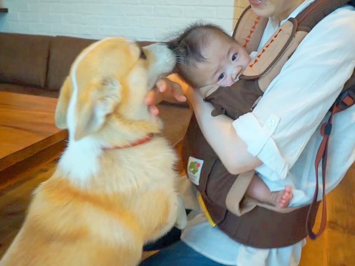 犬と赤ちゃんが『初めての対面』を果たしたら…"かわいいご挨拶"をする光景が幸せすぎると48万再生「泣けてくるわ」「目頭熱くなる」