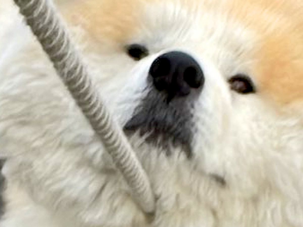 散歩中に動かなくなった秋田犬→根比べで繰り広げられた『攻防戦』に4万いいね集まる「強敵で笑った」「力比べは勝ち目がないかもｗ」と爆笑