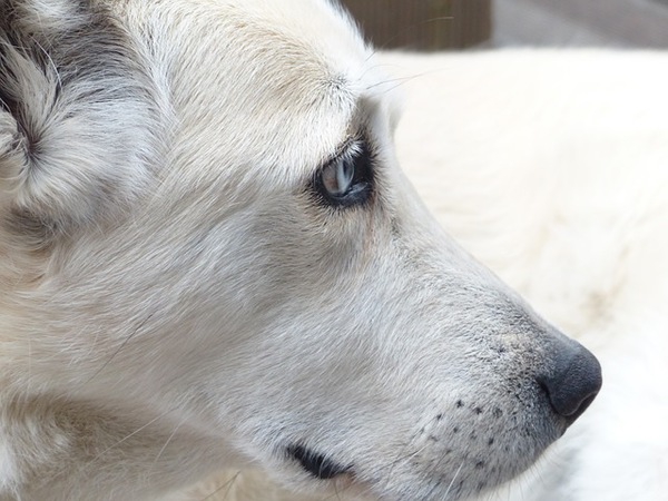 老犬の介護で疲れた時は気分を変えてみませんか？