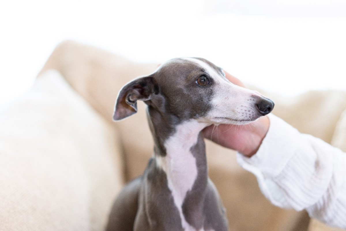 犬が飼い主のことを『怖い』と感じている時に見せる仕草や態度5選