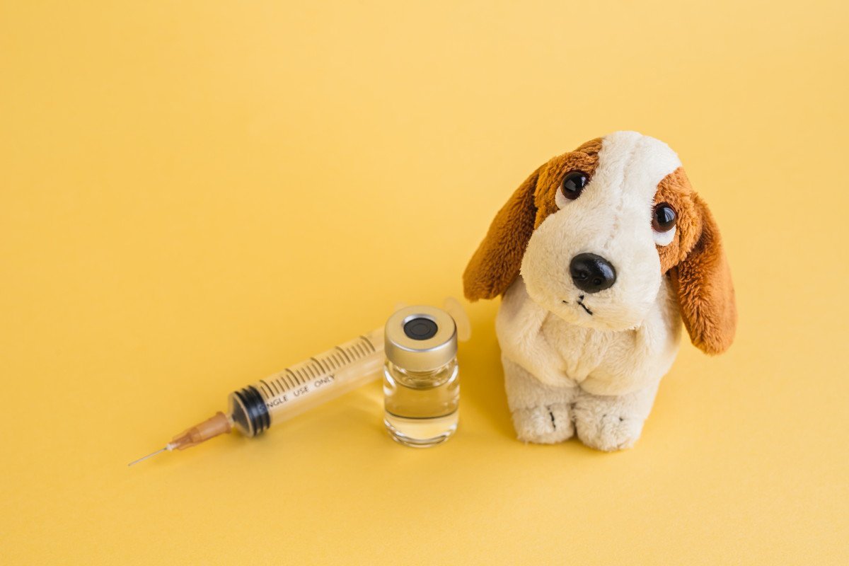 犬を飼ったら必ず果たすべき『責任と義務』7つ　飼う前に抑えておきたい大切なこととは