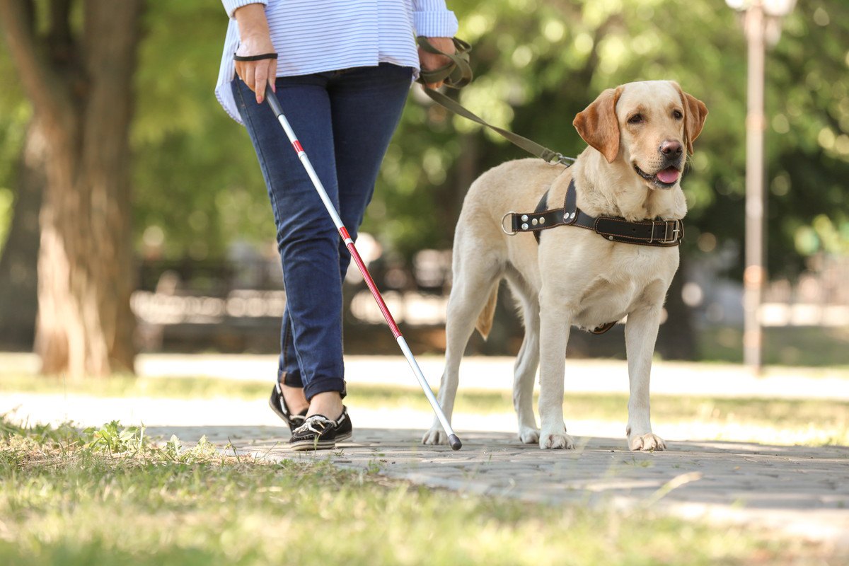 犬の『寿命』は犬種により異なる？長生きしてもらうためのコツは？