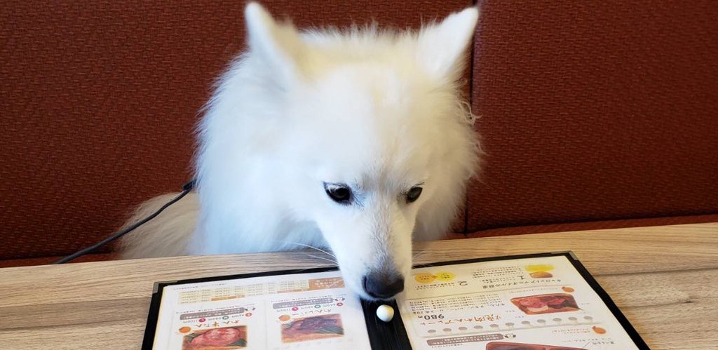 【話題】焼き肉屋にスピッツ犬！？メニューを凝視する姿がかわいい♡