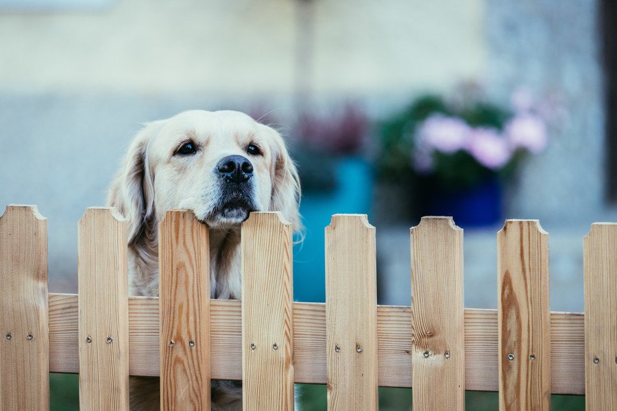 犬が通り過ぎる人に反応してしまう理由４つ！やめさせる方法は？