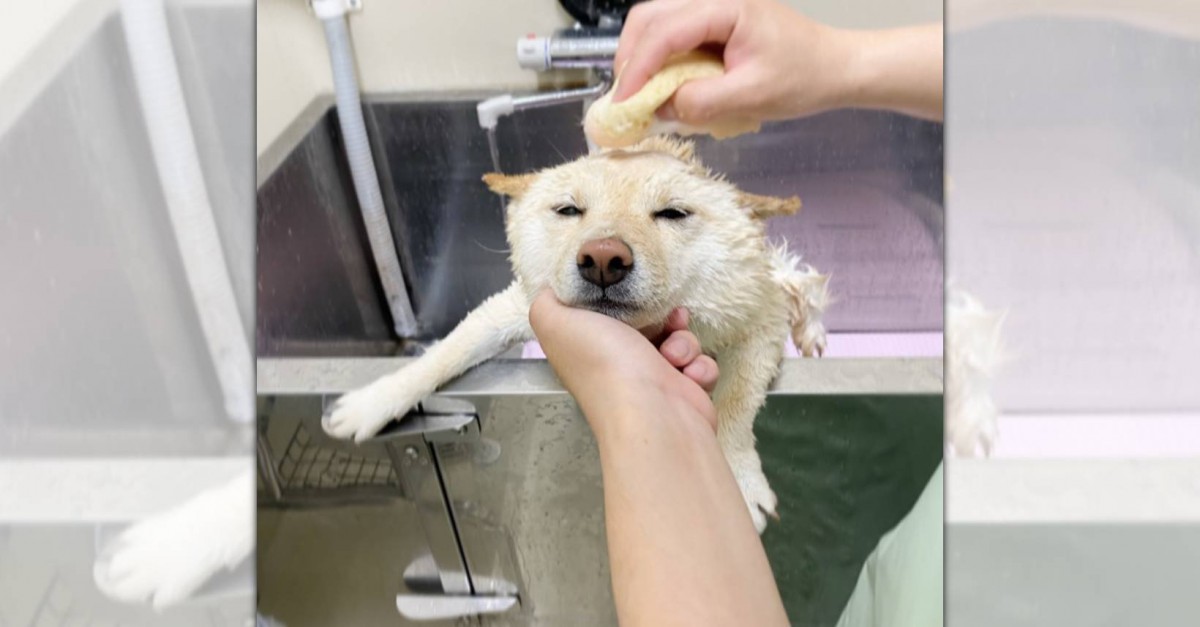 「ボク頑張りました！」シャンプー中の豆柴さんが可愛すぎる♡