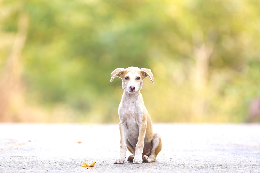 犬を拾ったらどうしたらいいの？〜最低限必要な4つの知識〜