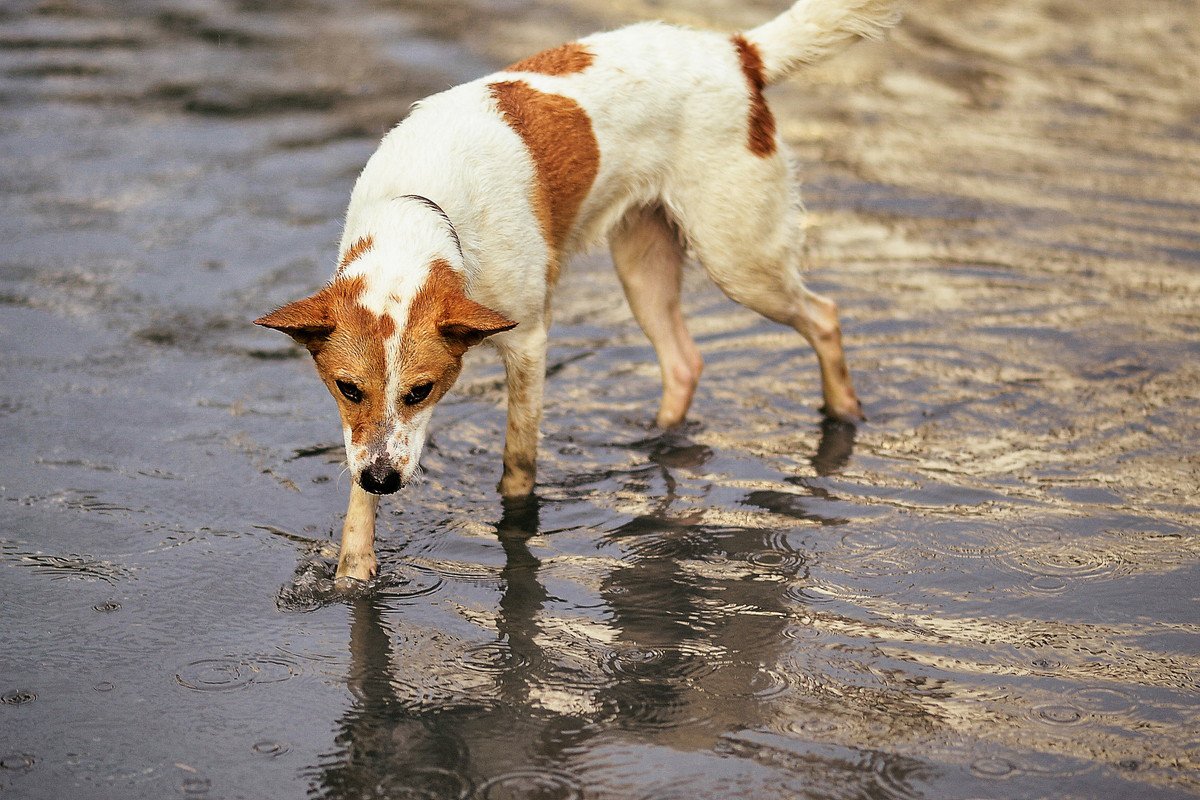 愛犬を『台風や水害』から守るために準備すべき6つの備え　事前に抑えておくべき知識や防災グッズをご紹介