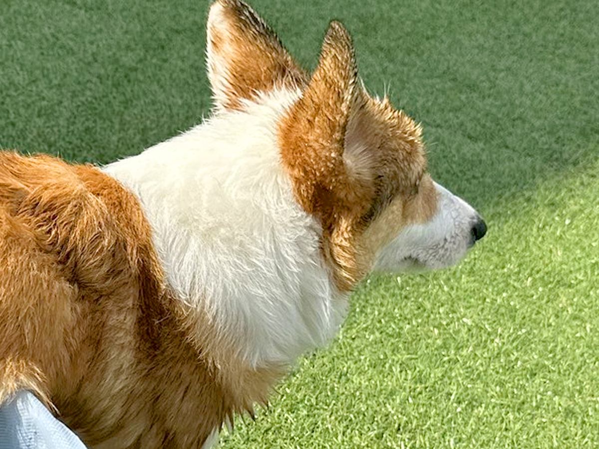 短足の犬がプールから出ようとした結果→まるで『漫画のような光景』に4万1000いいね「なぜいけると思ったｗｗ」「コーギーあるある」と爆笑