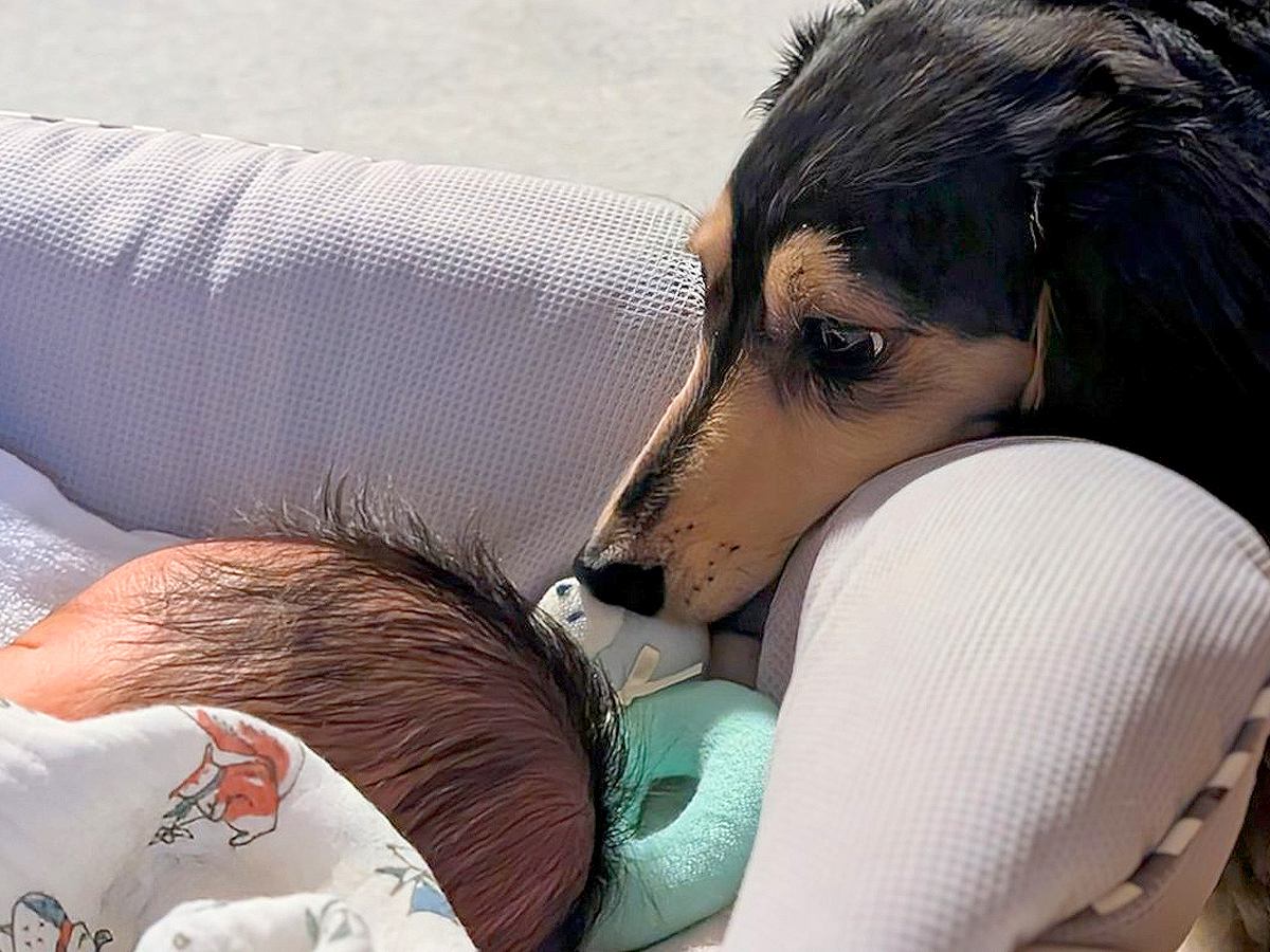 1ヶ月前にお家にやってきた赤ちゃん→犬に『赤ちゃんは大丈夫？』と聞くと…尊すぎる『我が子のような光景』に3万いいね「感動」「愛深すぎる」