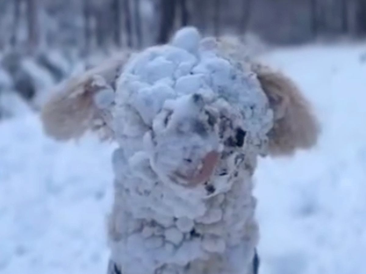 雪遊びをした大型犬→想像以上にはしゃぎまくり…見たことがない『謎の生物』になり果てる光景が197万再生「めちゃ笑ったｗ」「お茶目で最高」