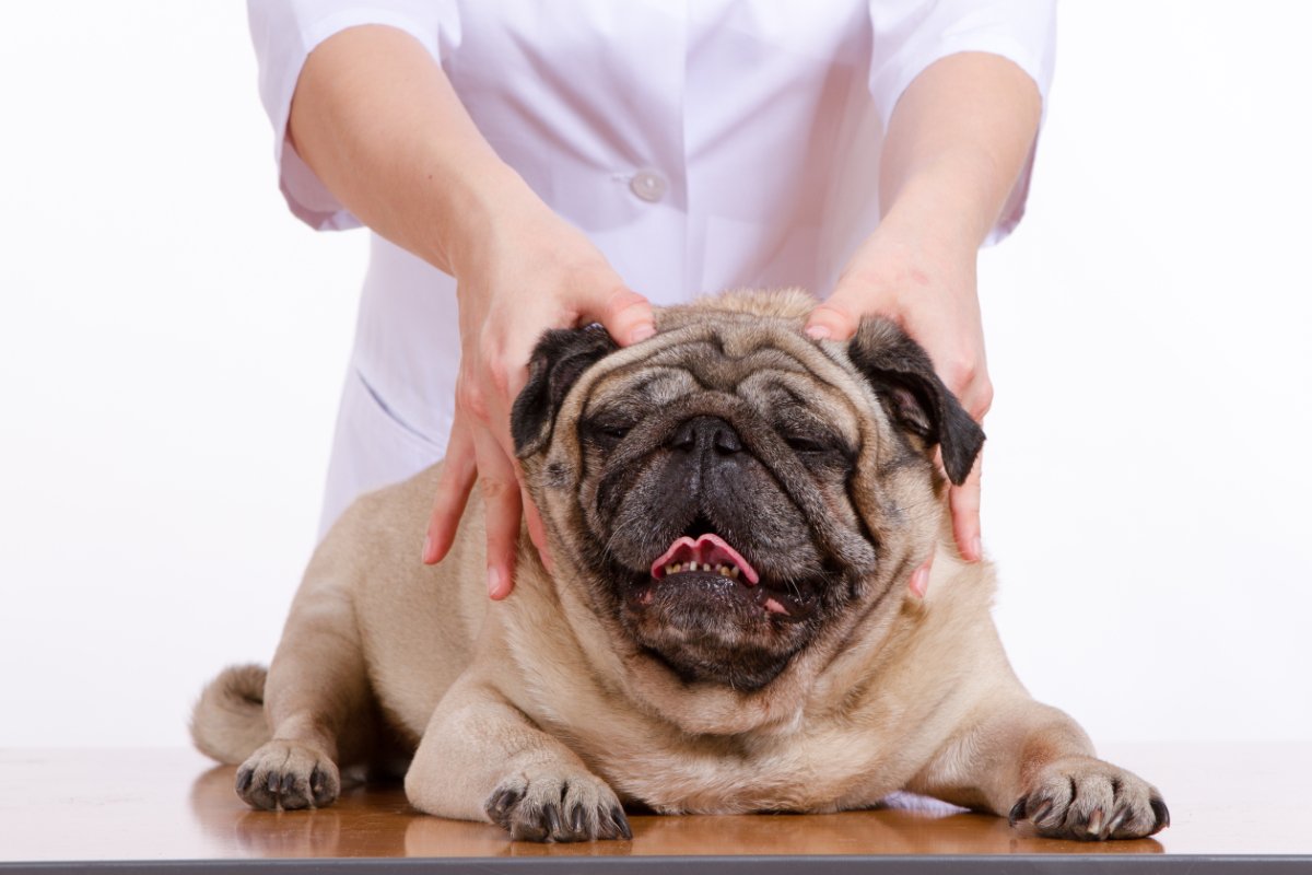 犬が喜ぶ『マッサージ方法』５選　愛犬にリラックスしてもらうための触り方や注意点まで