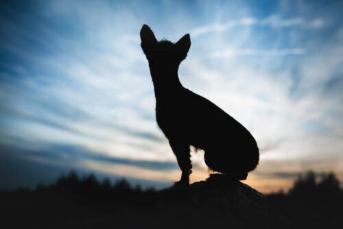 テチチってどんな犬？チワワの祖先とされる古代犬の特徴・歴史を解説