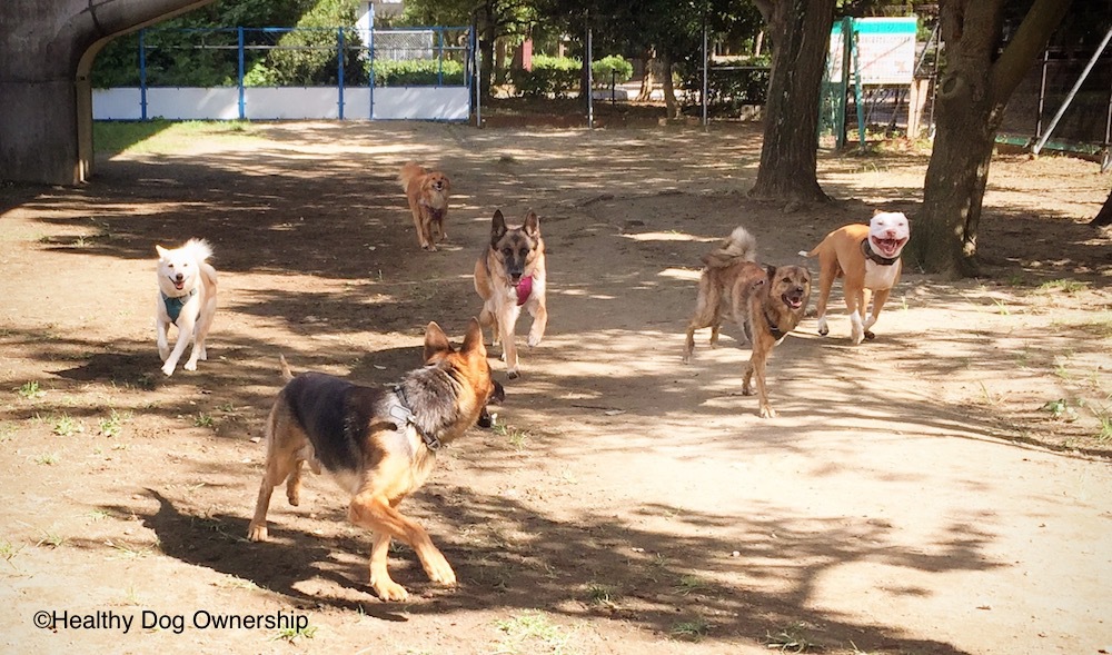 犬の社会化不足と問題行動 1/3：攻撃性と分離不安