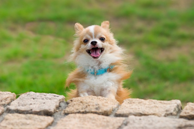 犬にとっての「良い習慣」と「悪い習慣」とは？