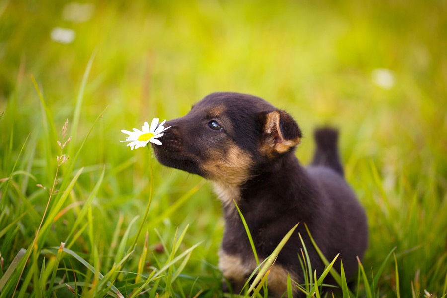 犬が食べると危険な野草とは？