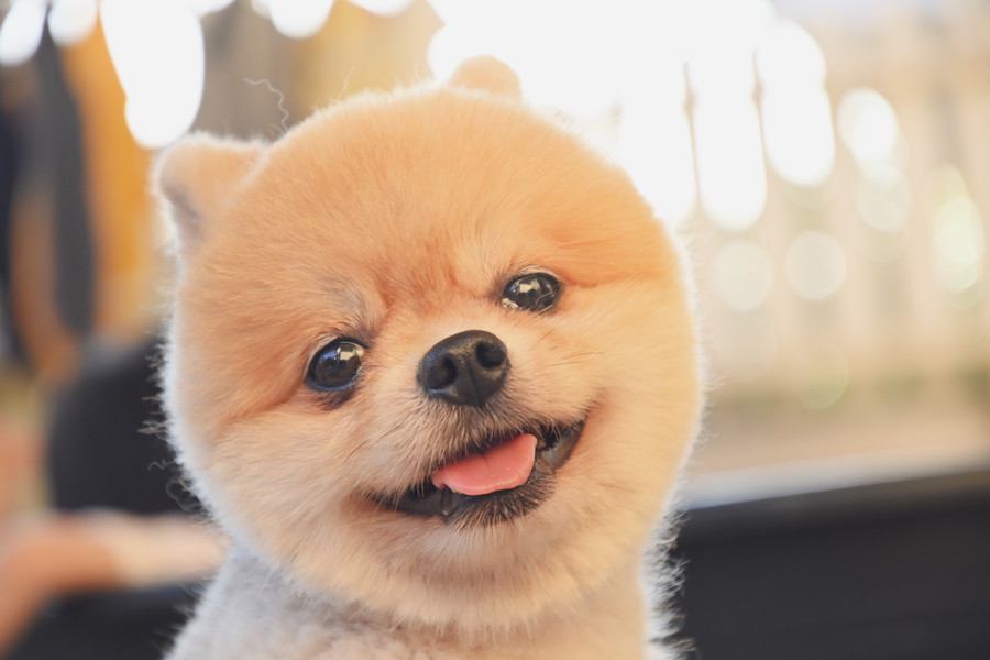 犬が『信頼している人』にしかみせないサイン５選　どんな飼い主が頼りにされる？絆を深めるコツまで